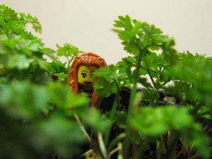 lego minifig forest maiden steht in einem Topf petersilie. noppenquader moc parsley "maid marian"