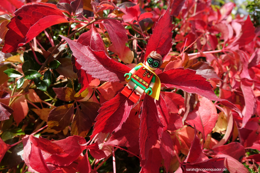 lego minifig noppenquader moc Robin Batman Rotkehlchen Laub Herbstlaub Autumn outdoor laub red leaves star